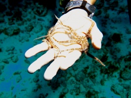 Brittle Starfish IMG 3453